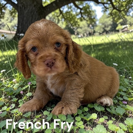 puppy, for, sale, Cocker Spaniel, Joe & Cherri  Overlease, dog, breeder, Miller, MO, dog-breeder, puppy-for-sale, forsale, nearby, find, puppyfind, locator, puppylocator, aca